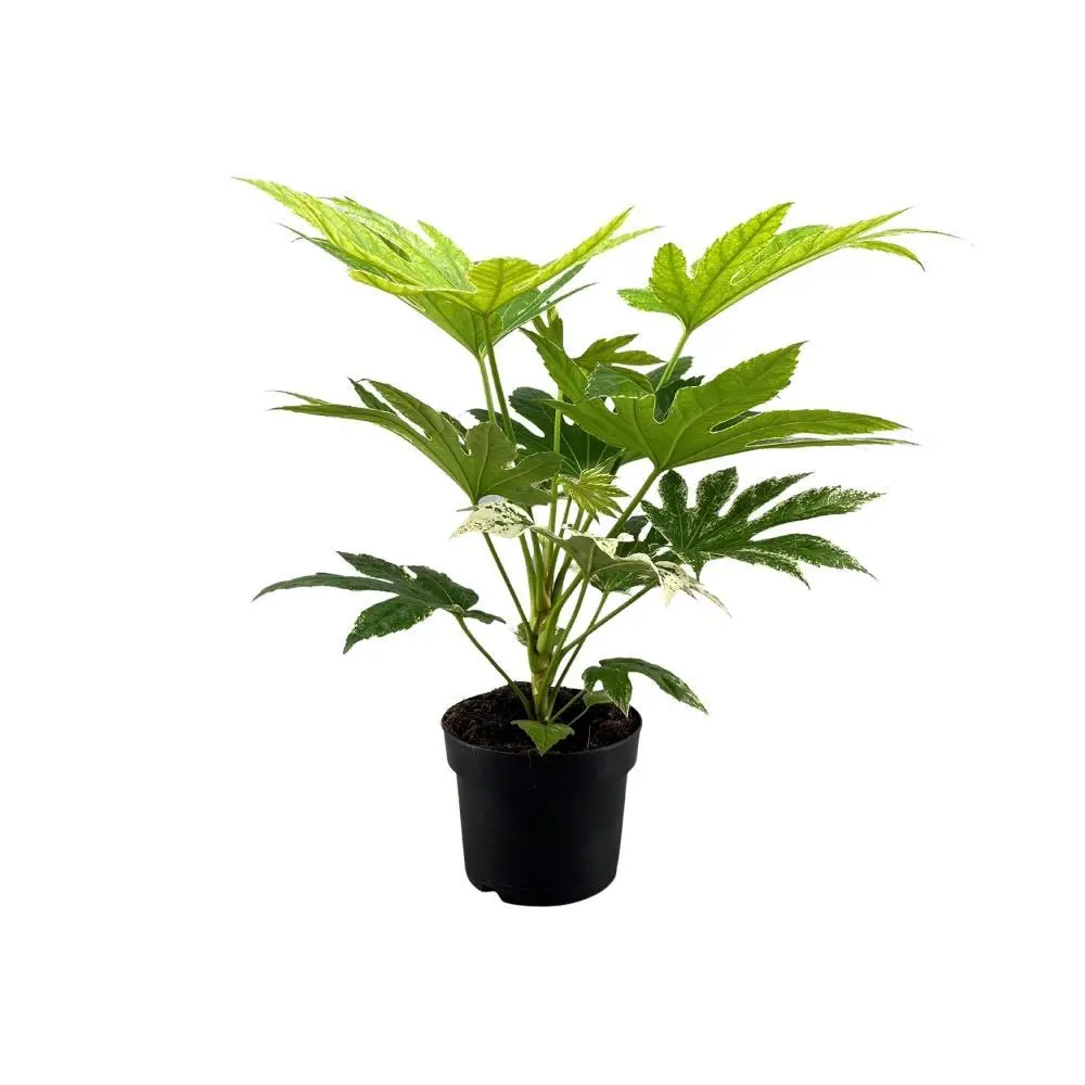 Fatsia Japonica 50cm – Plante d’intérieur- La Green Touch