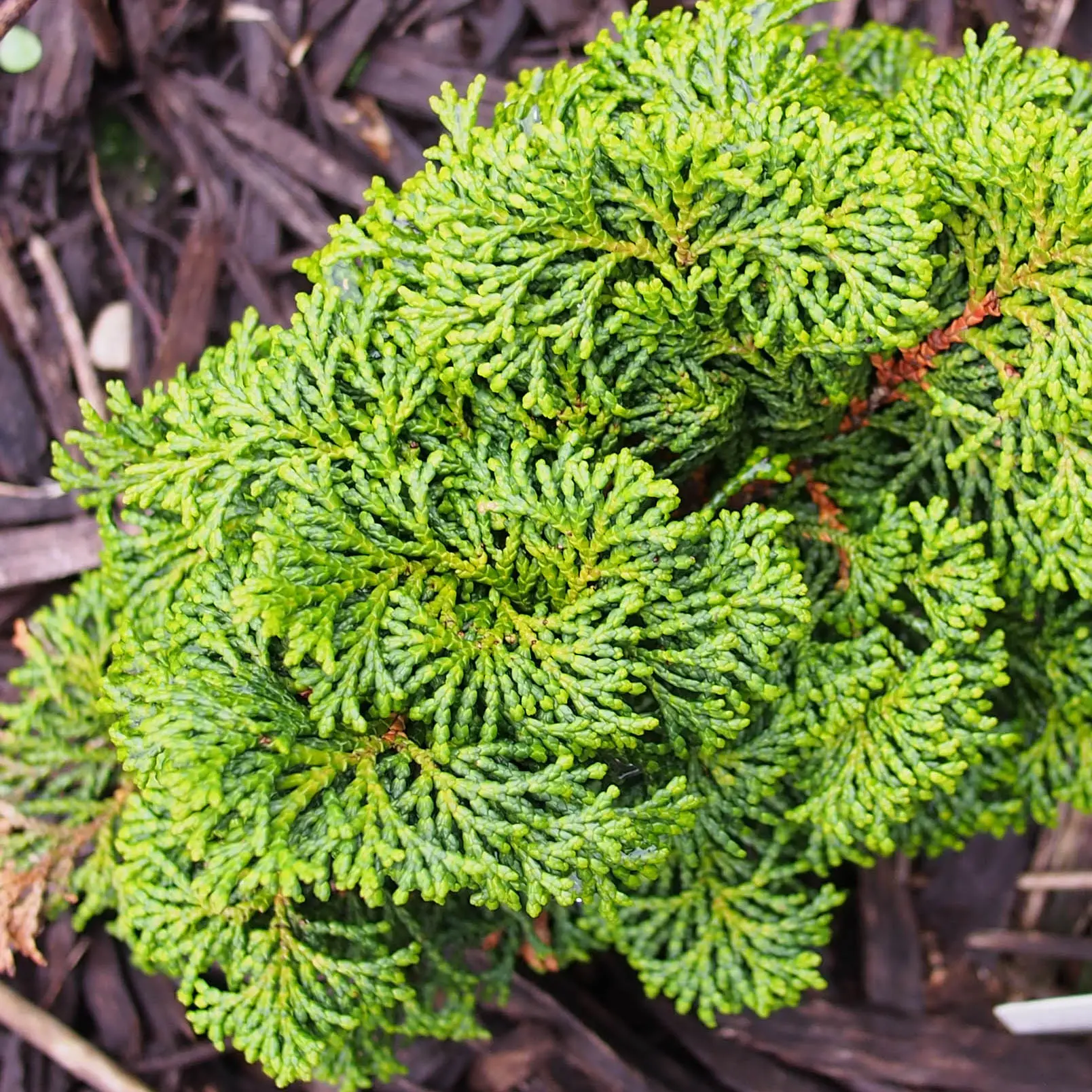 Faux cyprès du Japon – Chamaecyparis obtusa Kosteri Pot de 4L/5L