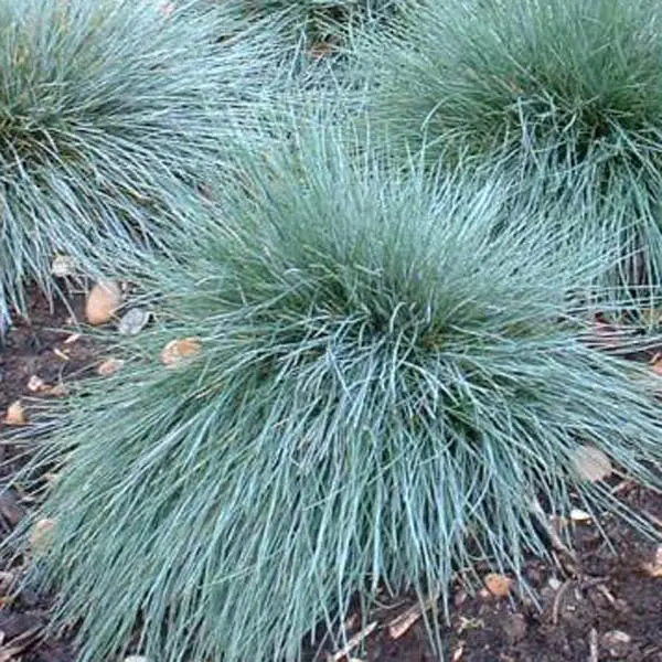 Fétuque bleue Elijah Blue – Festuca glauca Pot de 2L/3L
