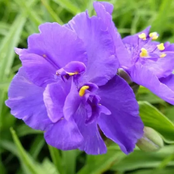 Ephémère de Virginie – Tradescantia virginiana Zwanenburg Blue Godet de 8/9 cm