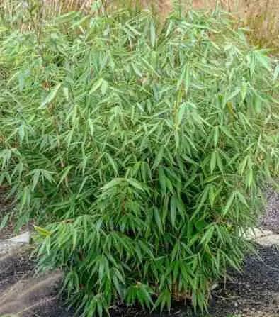 Fargesia Robusta «Campbell» (Bambou non traçant) Pot 10 Litres – 100/150cm – 5/7 cannes