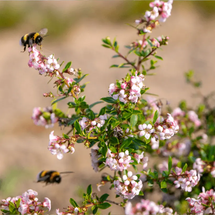 Escallonia Pinky Carpet Pot de 3L/4L
