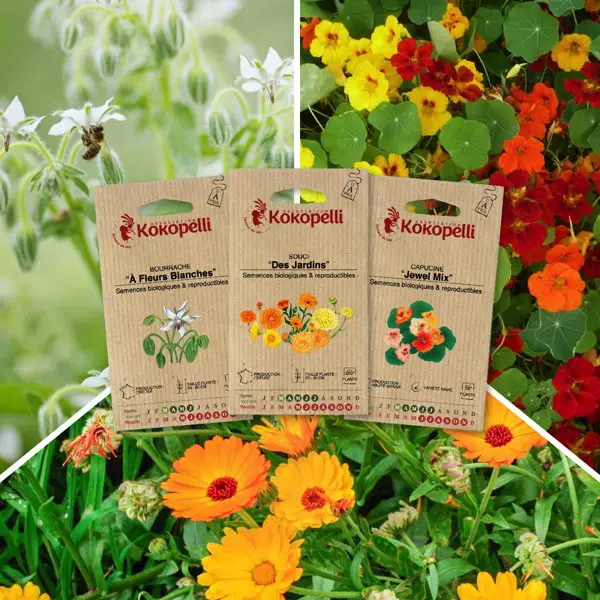 Fleurs comestibles – 3 sachets de graines bio à semer
