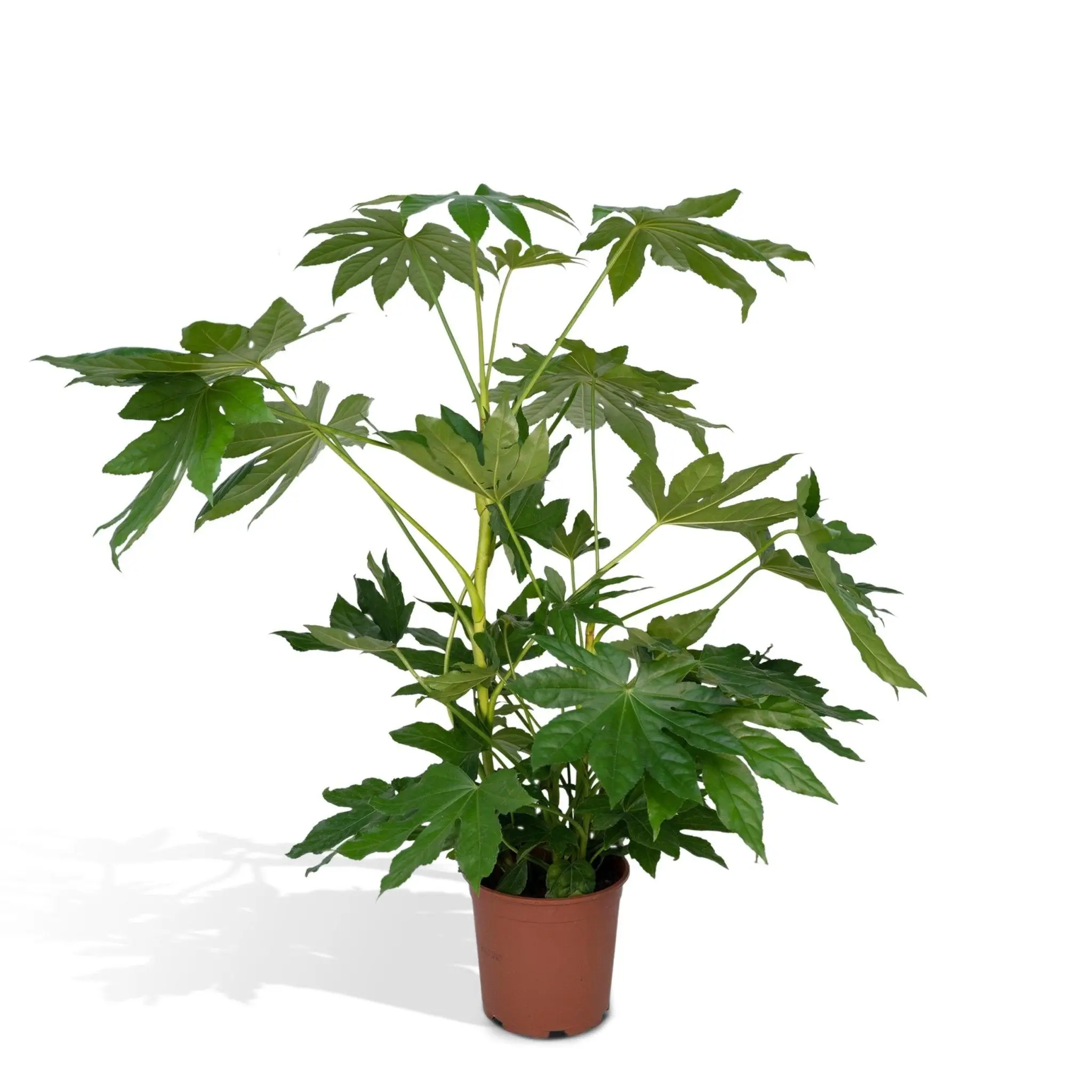 Fatsia japonica vert h85cm 85cm – Plante d’intérieur- La Green Touch
