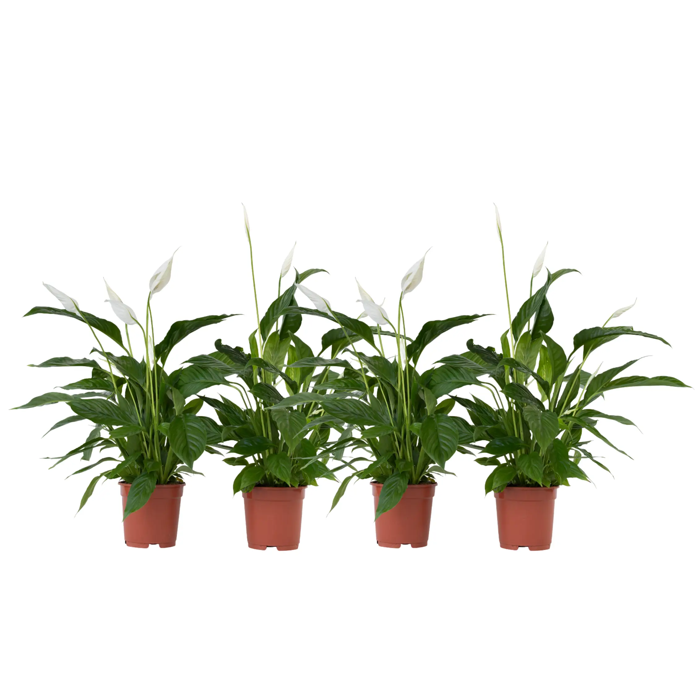Fleur de lune – Set de 4 – Spathiphyllum ‘Lima’ – Hauteur 60-75cm – ⌀12cm