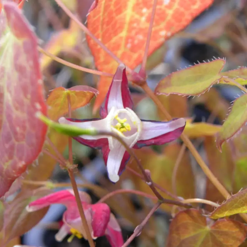 Fleur des Elfes rubrum, Epimedium à fleurs Rouge – feuillage Persistant – Godet – 5/20 cm- hauteur à maturité De 0,15 m à 0,50 m