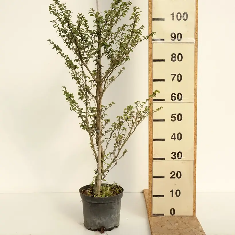Fagus sylvatica Felderbach – Hêtre nain Pot de 4L/5L