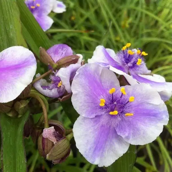 Ephémère de Virginie – Tradescantia andersoniana Bilberry Ice Godet de 8/9 cm
