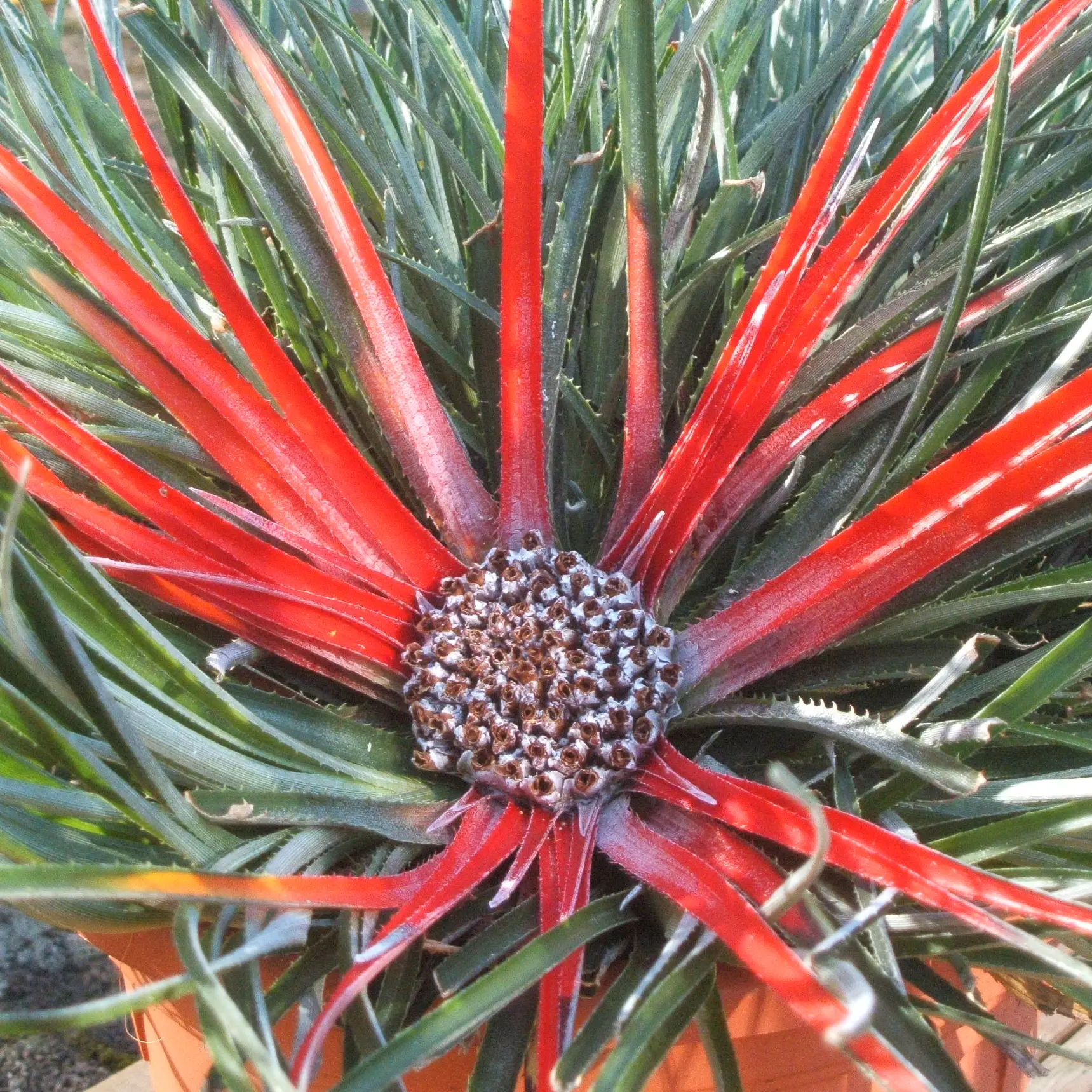 Fascicularia bicolor 3L/4L Pot de 2L/3L