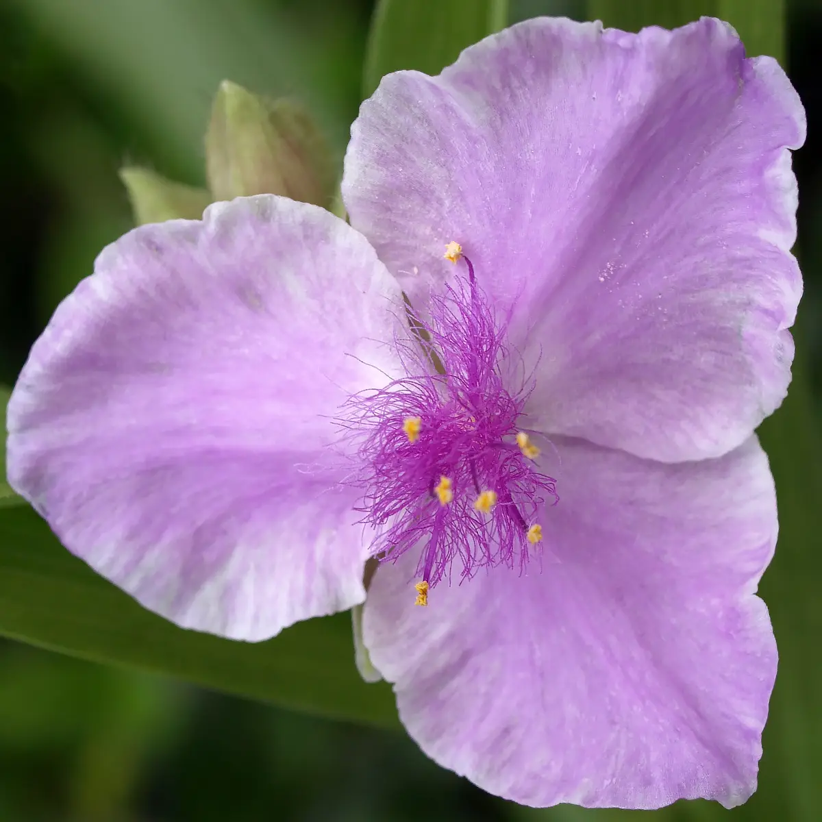 Ephémère de Virginie – Tradescantia andersoniana Pink Chablis Pot de 2L/3L