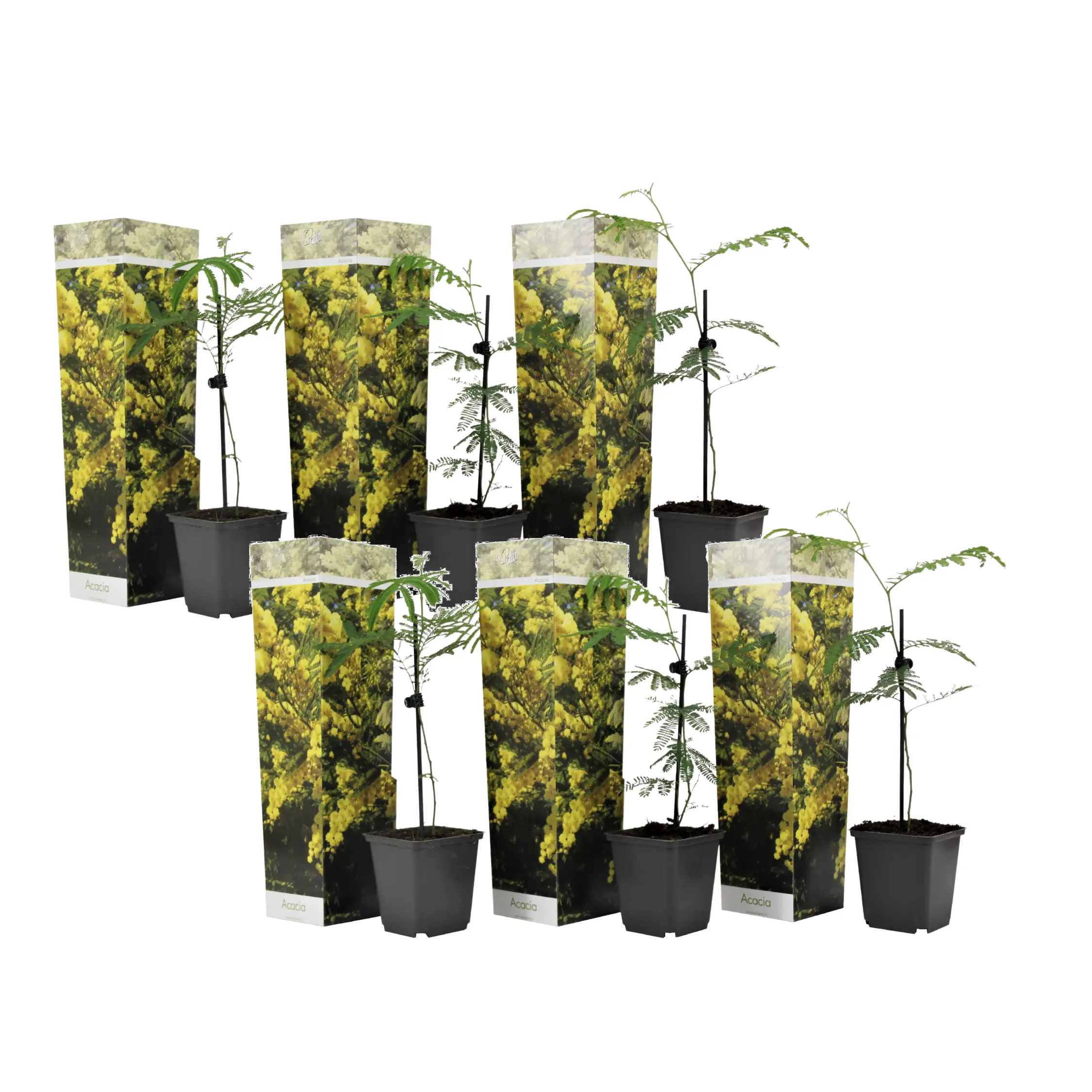 Fleur de mimosa – Set de 6 – Mimosa dealbata – Hauteur 25-40cm – ⌀9cm