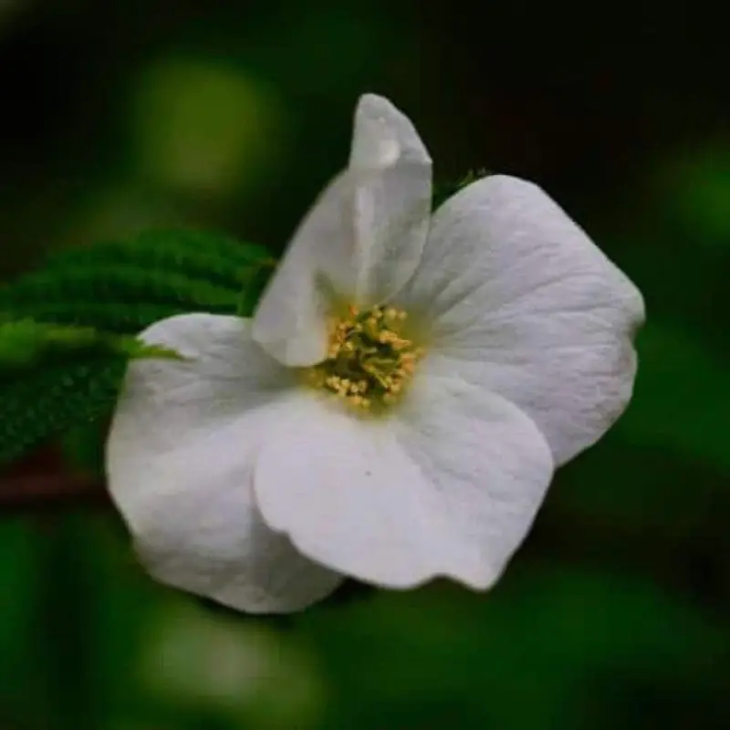Fausse corète (Rhodotypos scandens) – Godet 9cm – Pépinières Naudet