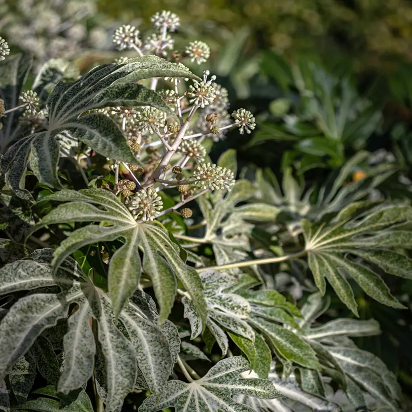 Fatsia japonica Spider’s Web – Faux-aralia panaché Pot de 2L/3L