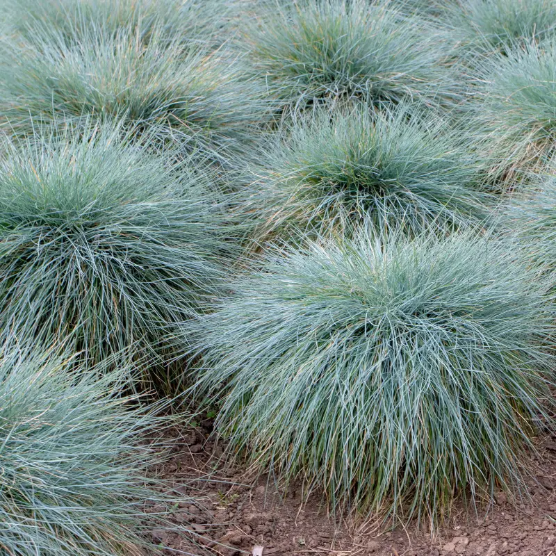 Fétuque de Gautier – Festuca gautieri 20/25cm Godet 9cm – Fleur