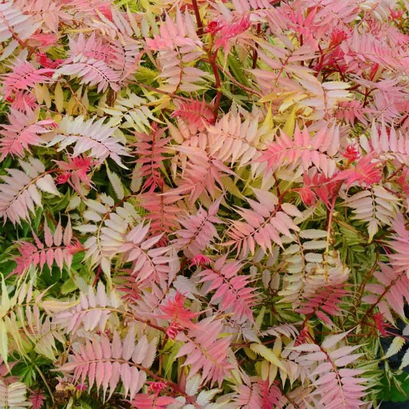 Fausse spirée à feuilles de sorbier ® (Sorbaria sorbifolia ‘Pink Hopi’ ®) – Godet 9cm – Pépinières Naudet