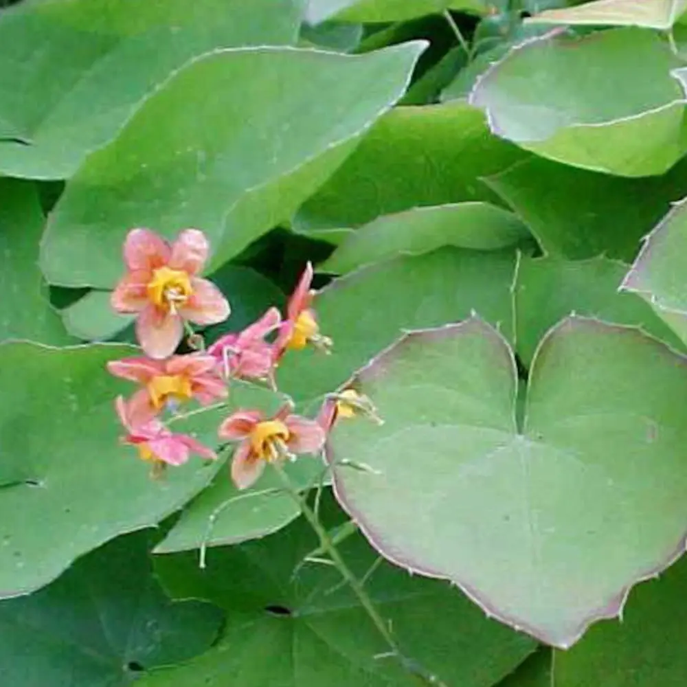 Fleur des Elfes warleyense, Epimedium à fleurs Orange – feuillage Persistant – Lot de 9 godets- hauteur à maturité De 0,15 m à 0,50 m