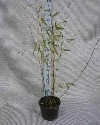 Fargesia winter joy Pot de 10 litres – 120/140 cm