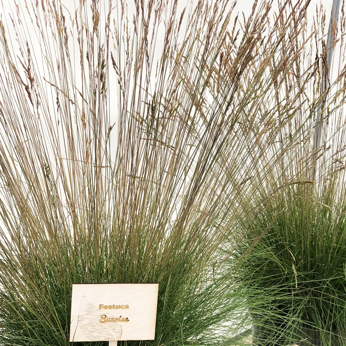 Festuca Sunrise – Fétuque Godet de 8/9 cm