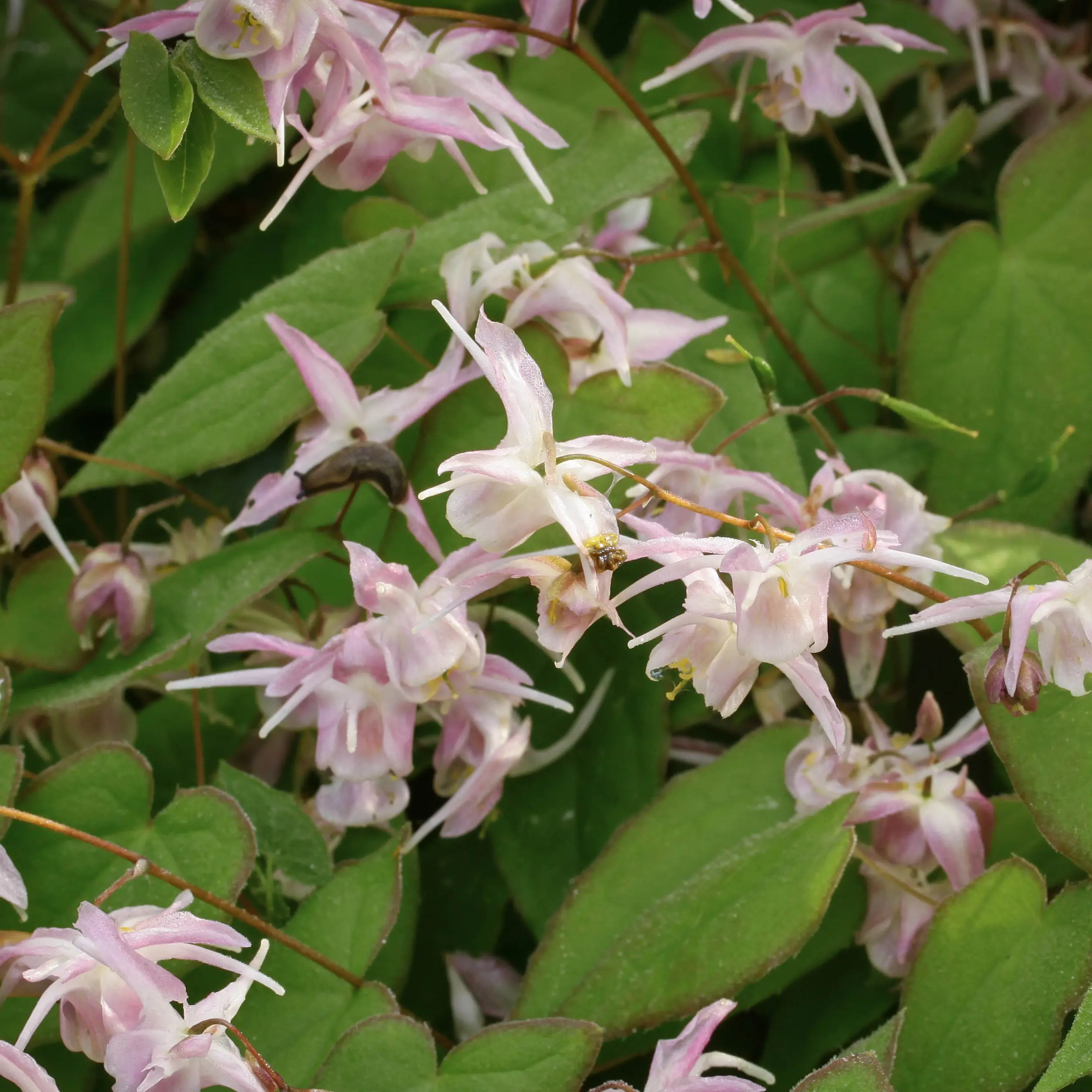 Fleur des Elfes – Epimedium grandiflorum Akebono Godet de 8/9 cm