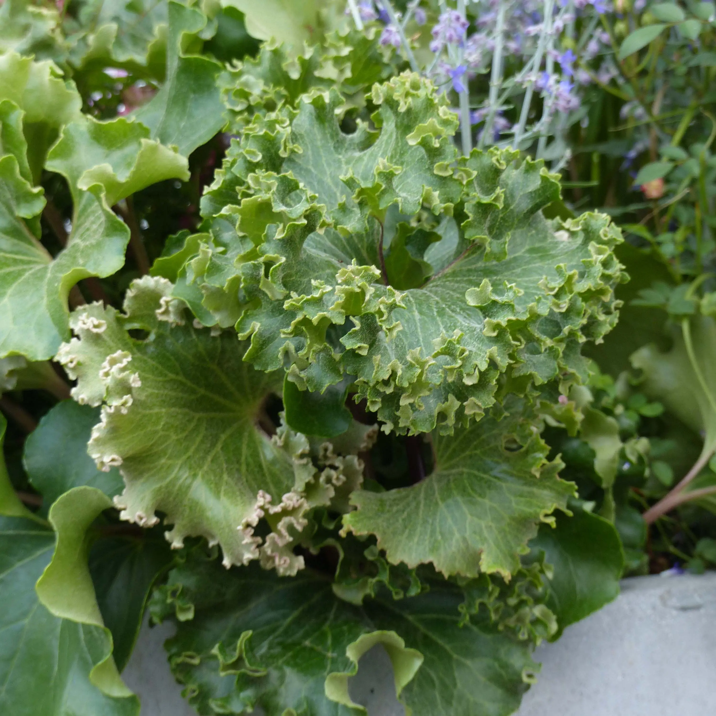 Farfugium japonicum Wavy Gravy – Plante panthère Pot de 2L/3L