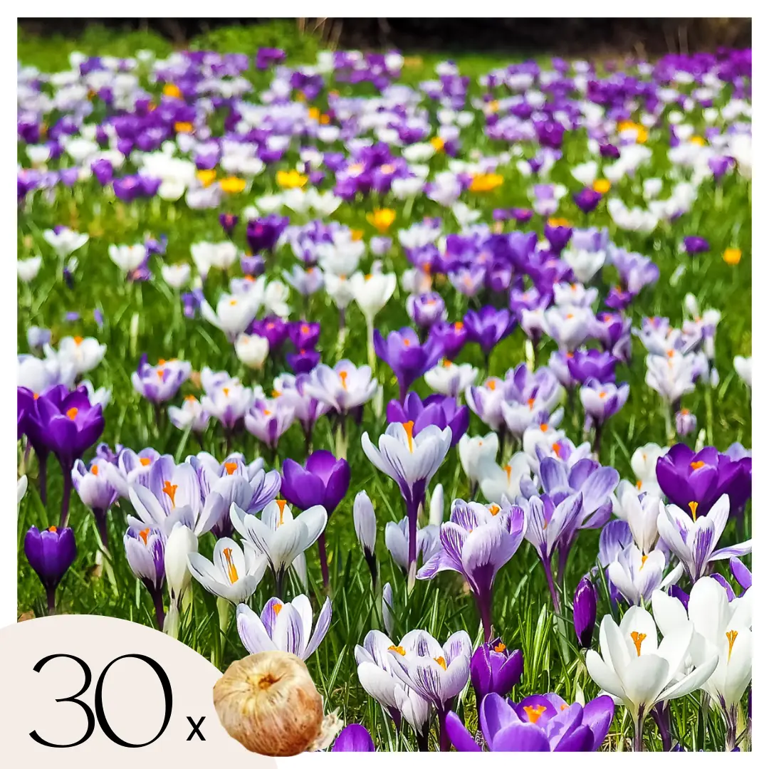 Fleur printanière – Set de 30 – Crocus ‘Large Flowering Mix’ – Bulbes à fleurs