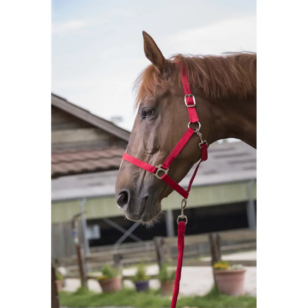 Ensemble licol et longe ‘Club’ rouge pour cheval