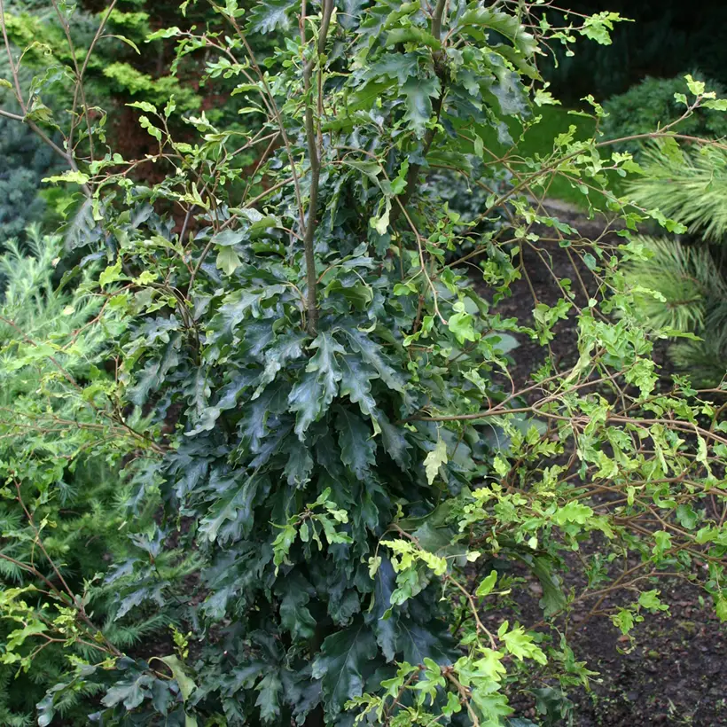 Fagus sylvatica Interrupta – Hêtre commun Pot de 4L/5L