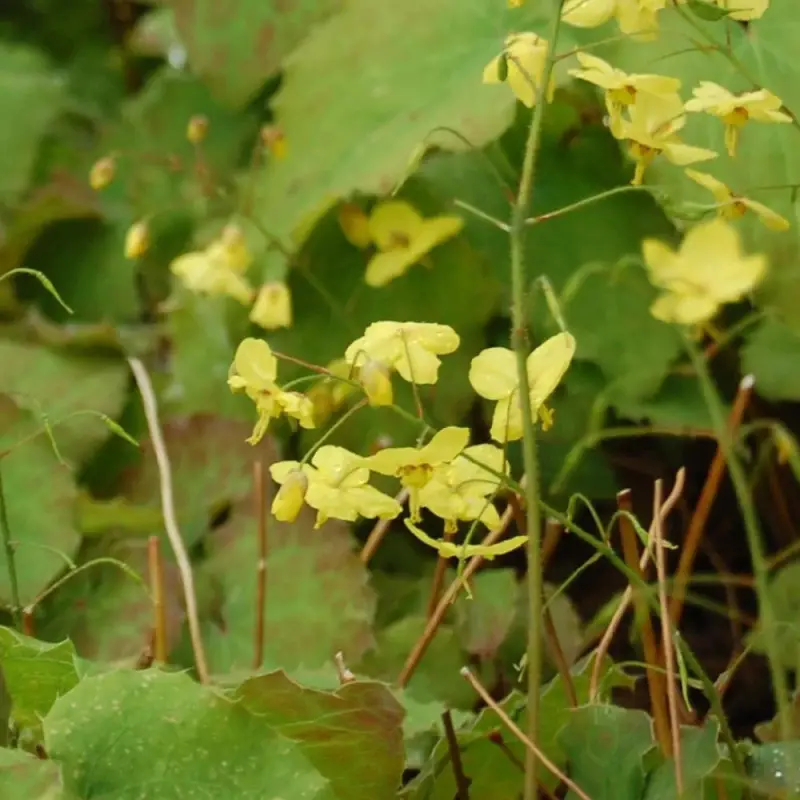 Fleur des Elfes perralderianum, Epimedium à fleurs Jaune – feuillage Persistant – Lot de 9 godets- hauteur à maturité De 0,15 m à 0,50 m