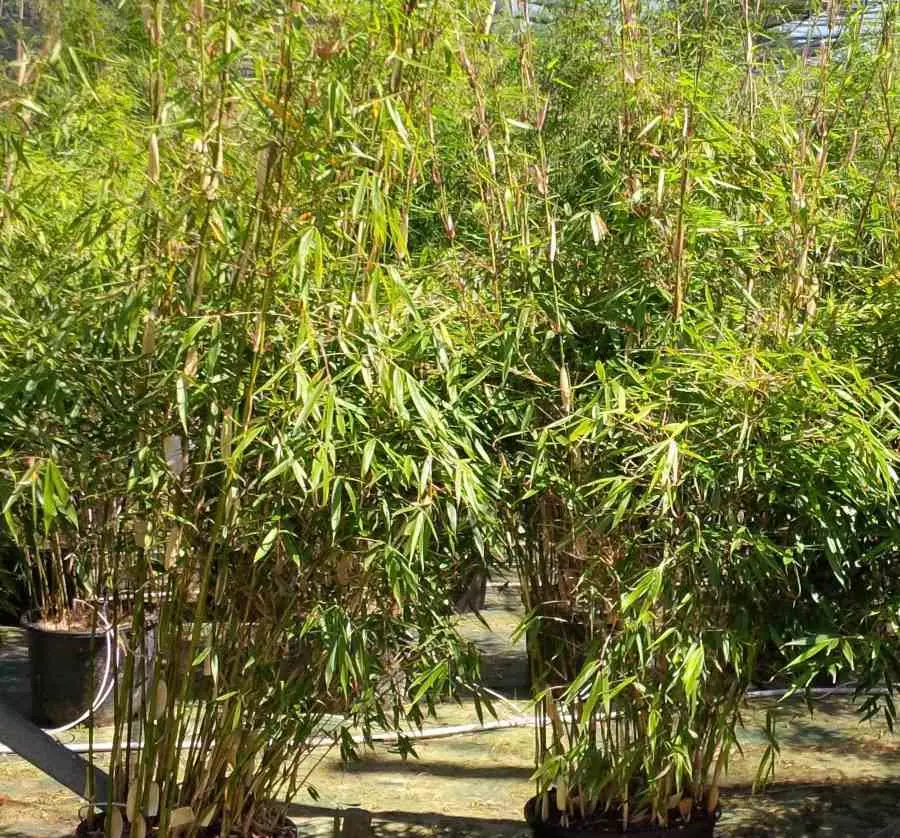 Fargesia Robusta ?Pingwu? (Bambou non traçant) Taille:Pot 10 Litres – 100/120cm – 8/12 cannes