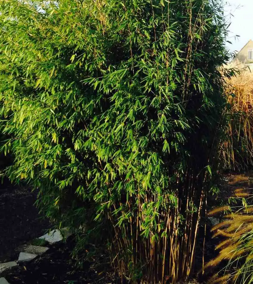Fargesia Obelisk (murielae x nitida) (Bambou non traçant) Pot 10 Litres – 100/150cm – 6/10 cannes