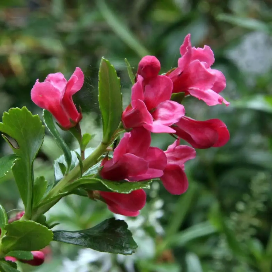 Escallonia Pride of Donard Pot de 2L/3L