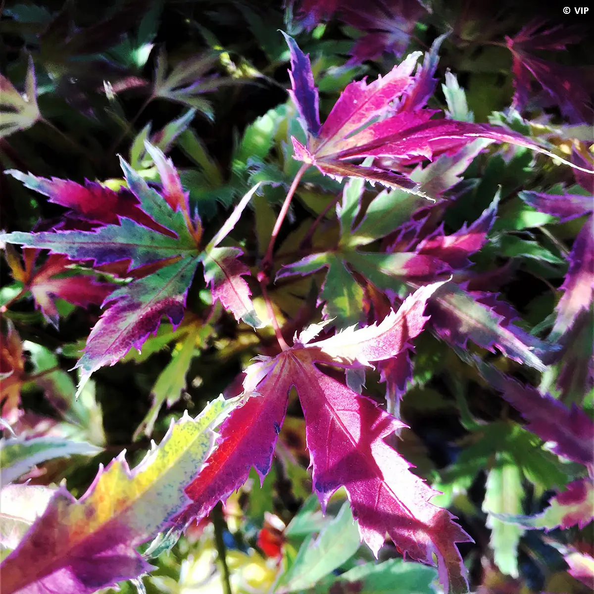 Erable du Japon – Acer palmatum Metamorphosa Pot de 4L/5L