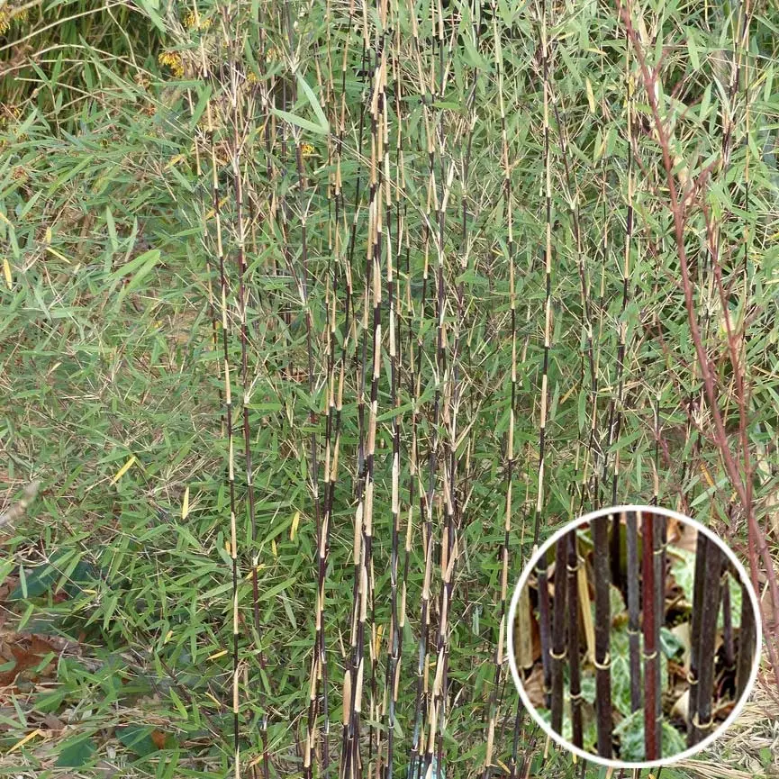 Fargesia sp Jiuzhaigou Deep Purple – Bambou non traçant. Pot de 4L/5L