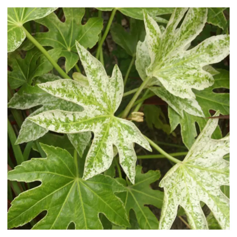 Fatsia Spider’s Web, Faux-Aralia du Japon à fleurs Blanche – feuillage Persistant – Godet – 5/20 cm- hauteur à maturité De 1,00 m à 1,50 m