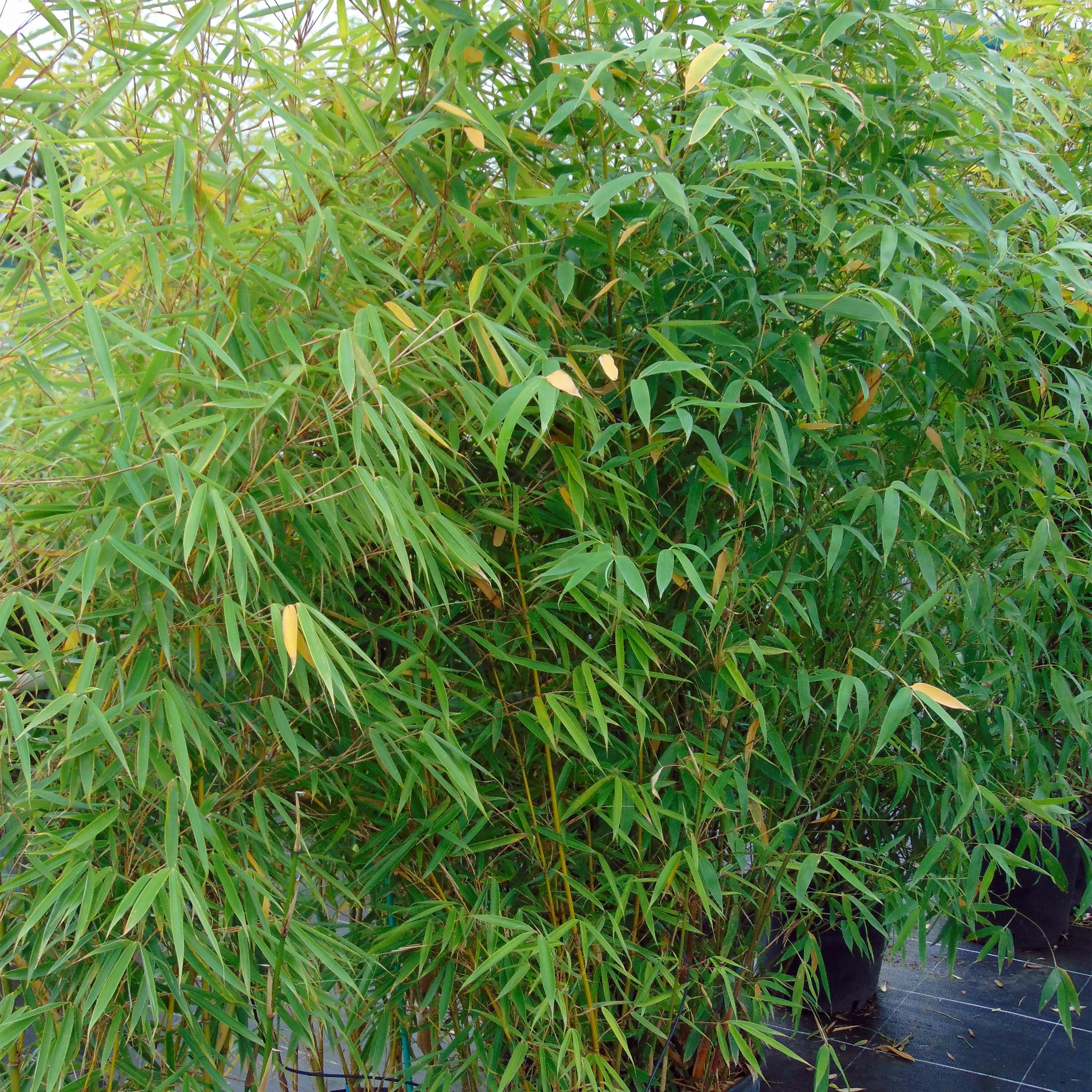 Fargesia robusta Campbell – Bambou non traçant Pot de 3L/4L