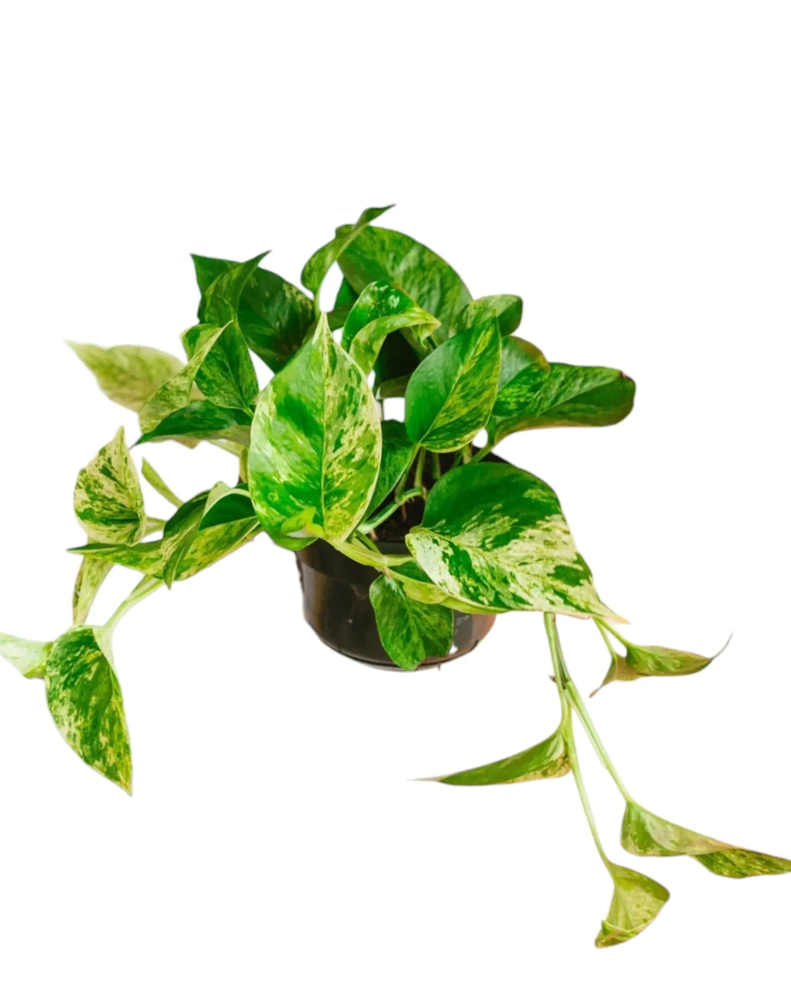 Epipremnum Marble Queen 15cm – Plante d’intérieur- La Green Touch