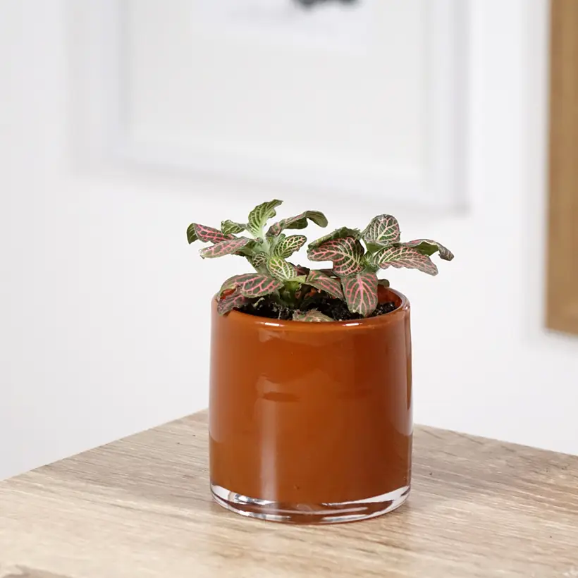 Fittonia Pink Special Mini-plante