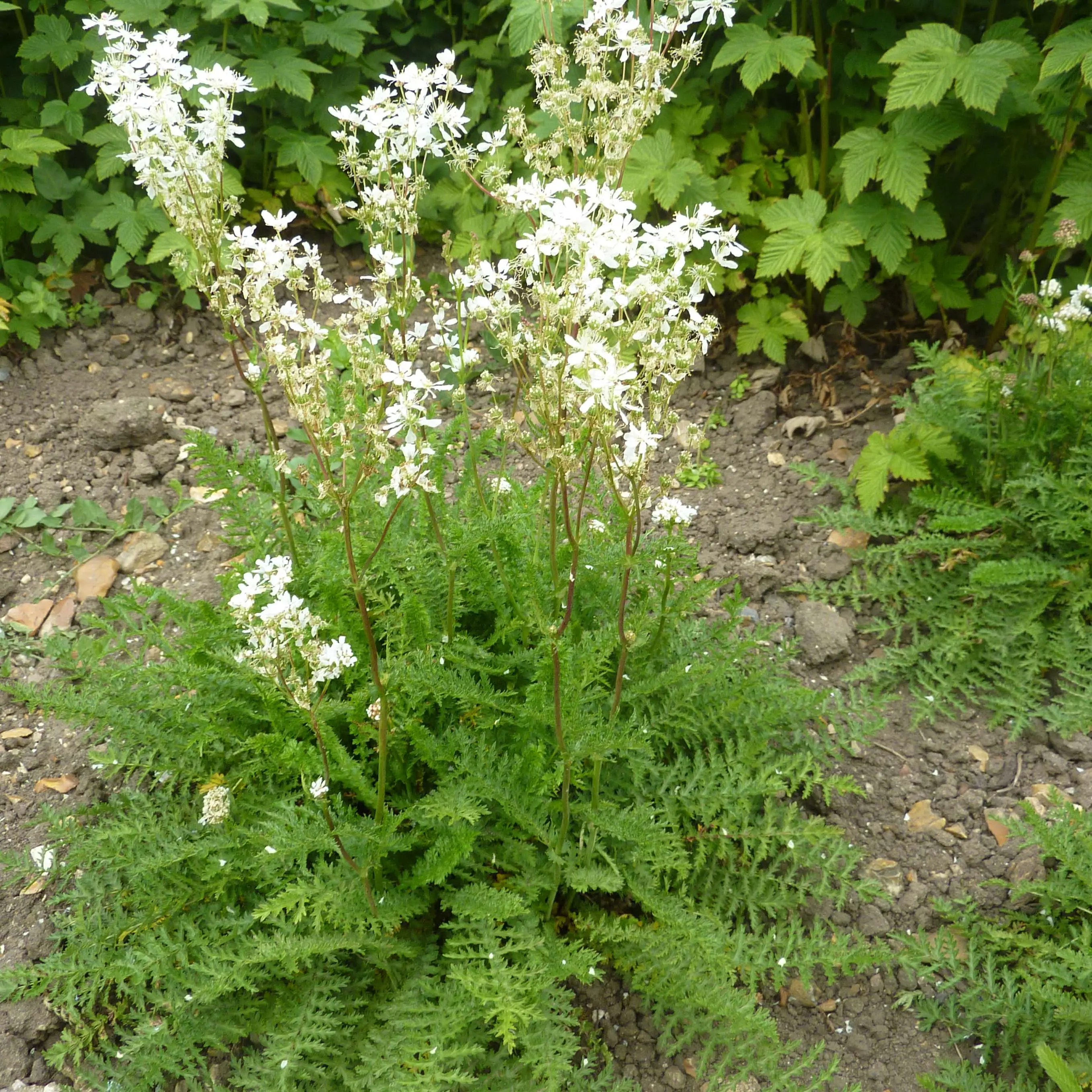 Filipendula vulgaris – Filipendule commune Godet de 8/9 cm
