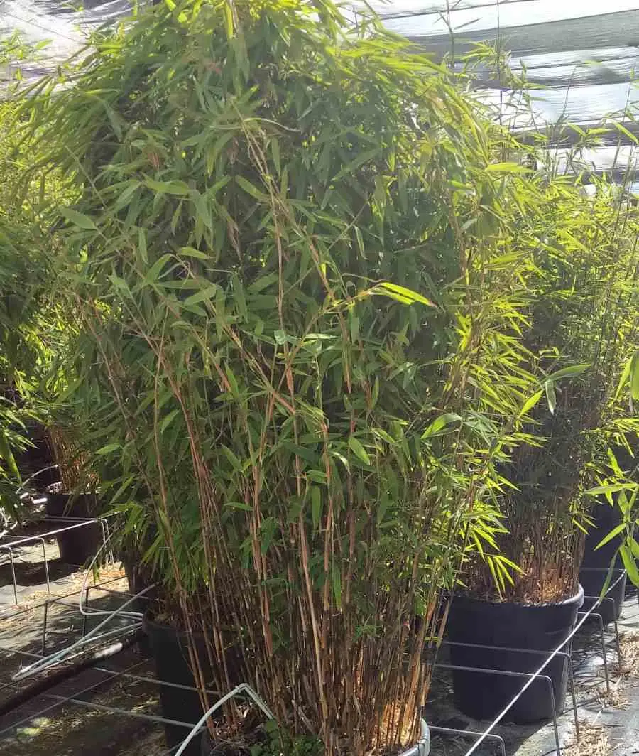 Fargesia nitida «Volcan» (nitida Gansu x nitida) (Bambou non traçant) Pot 15 Litres – 80/100cm – 8/12 cannes