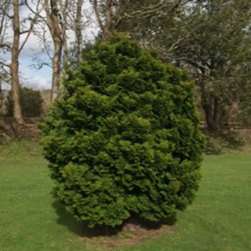 Faux cyprès du Japon ‘Nana Gracilis’ (Chamaecyparis obtusa ‘Nana Gracilis’) – Godet 9cm – Pépinières Naudet