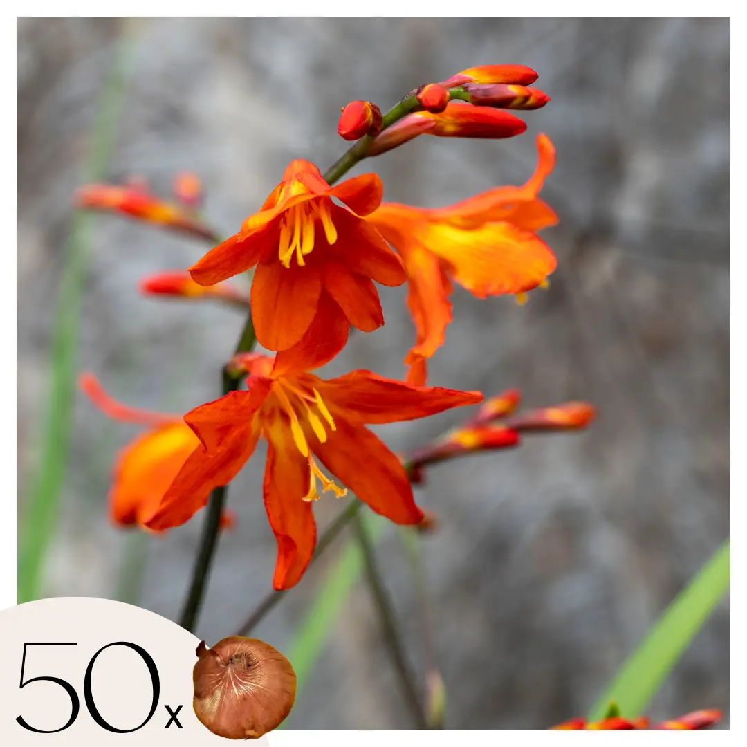Fleur de l’Incendie – Set de 50 – Crocosmia ‘Lucifer’ – Bulbes à fleurs – Rouge