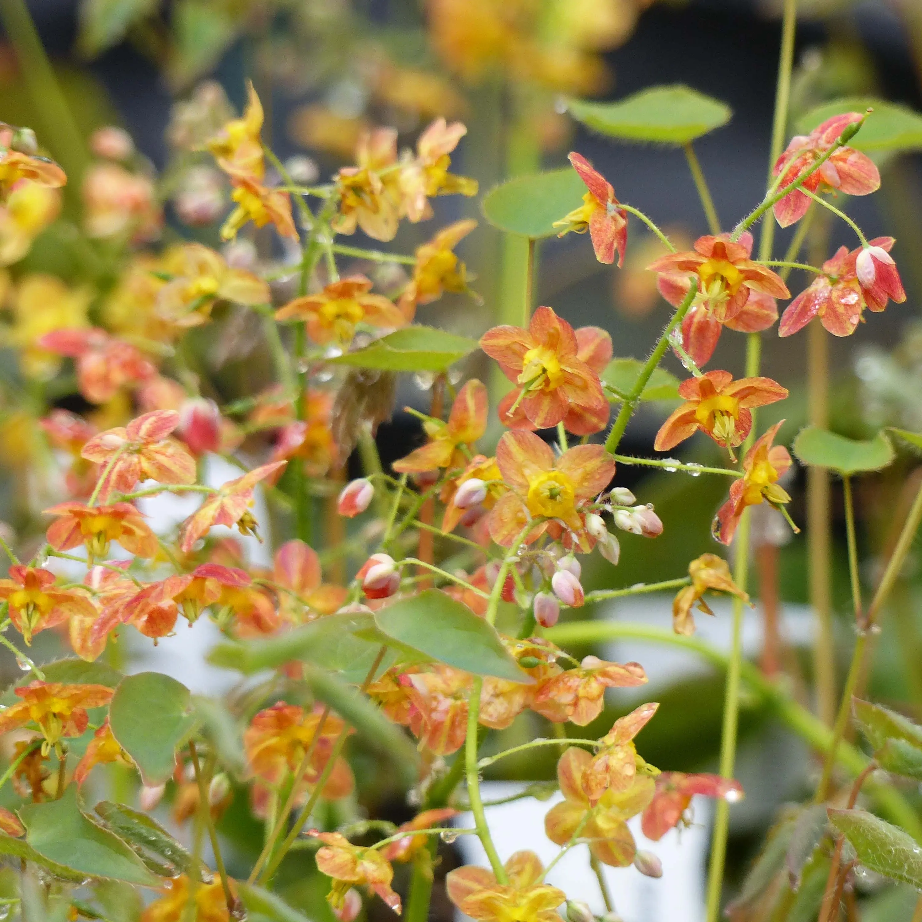 Fleur des Elfes – Epimedium pubigerum Orangekönigin Pot de 2L/3L