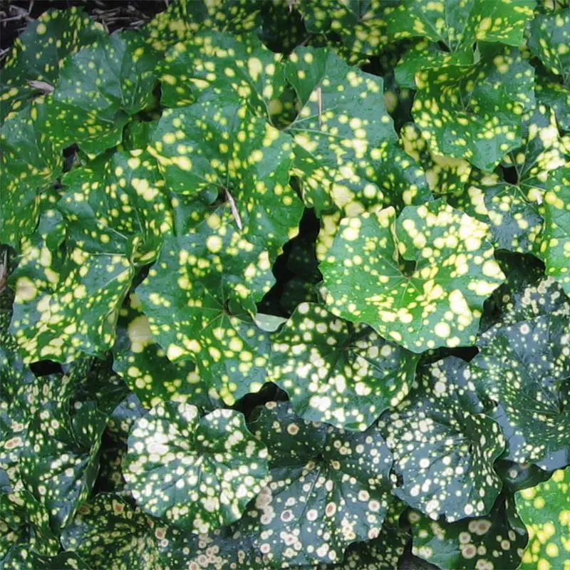Farfugium japonicum Aureomaculatum – Plante Panthère. Pot de 3L/4L