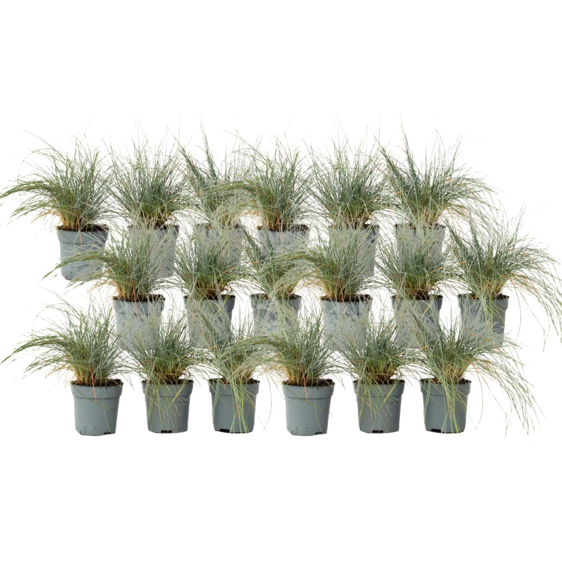 Fétuque – Set de 18 – Festuca glauca ‘Elijah Blue’ – Hauteur 10-15cm – ⌀9cm