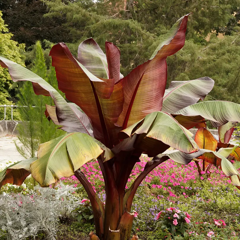 Ensete ventricosum Maurelii – Bananier rouge d’Abyssinie Pot de 2L/3L