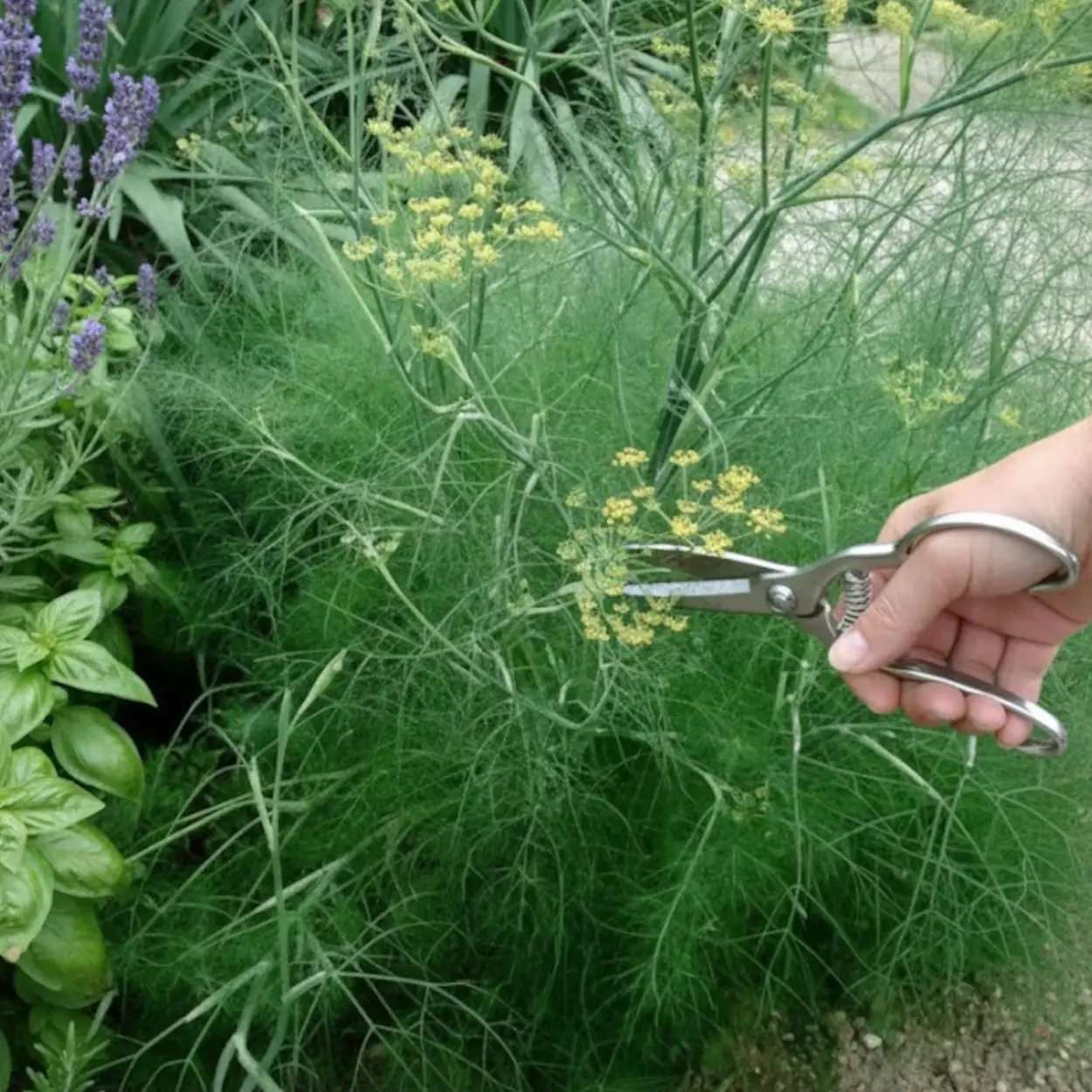 Fenouil commun – Sans traitement à fleurs Jaune – feuillage Caduc – Godet – 5/20 cm- hauteur à maturité De 0,50 m à 1,00 m