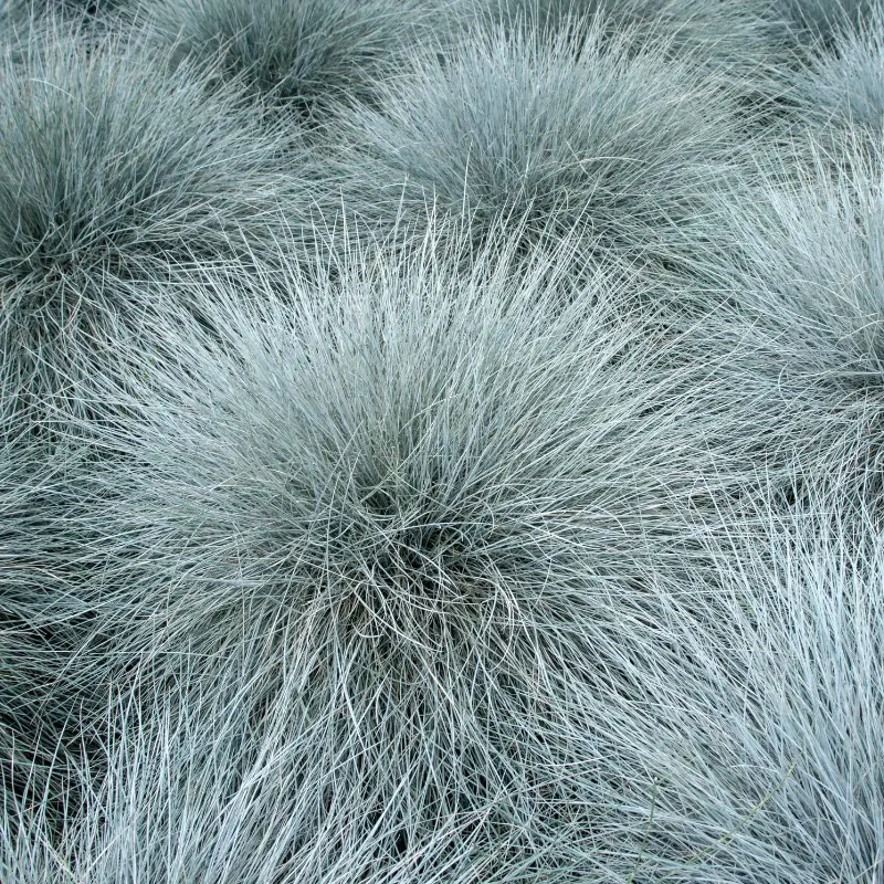 Fétuque bleue – Festuca glauca 10/15 cm Godet 9cm – Fleur
