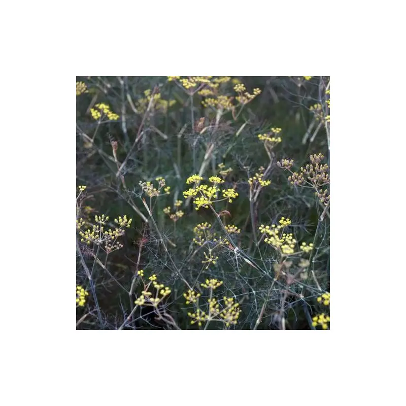 Fenouil commun bronze à fleurs Jaune – feuillage Caduc – Godet – 5/20 cm- hauteur à maturité De 0,50 m à 1,00 m