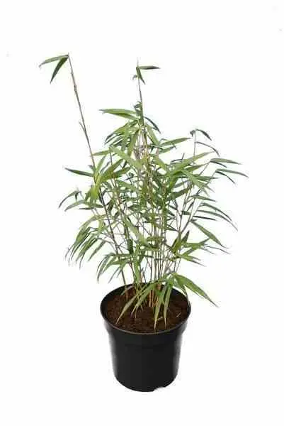 Fargesia scabrida «Asian Wonder» (Bambou non traçant) Taille:Pot 2 Litres – 50/70cm – 4/7 cannes