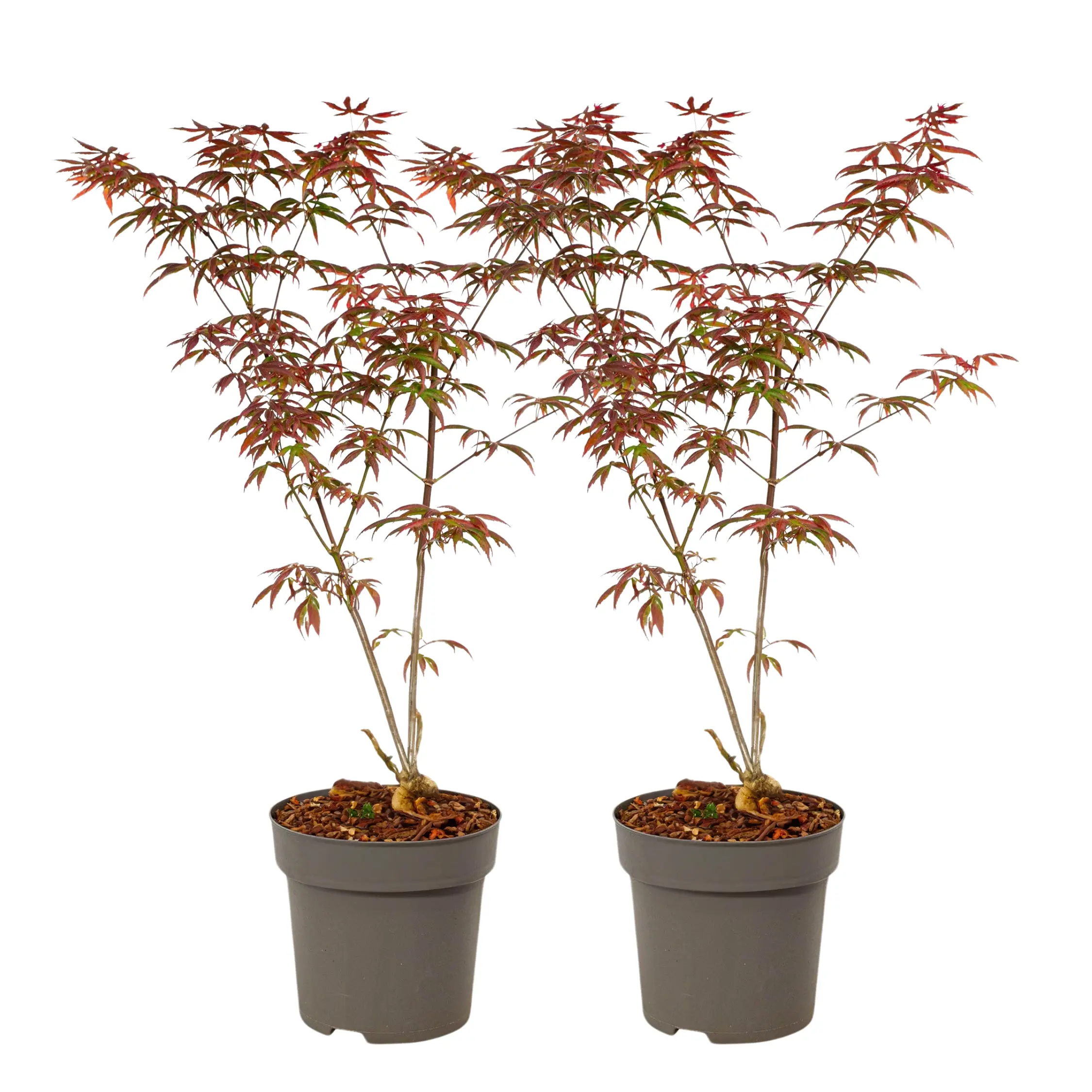 Érable du Japon – Set de 2 – Acer palmatum ‘Starfish’ – Hauteur 60-70cm – ⌀19cm